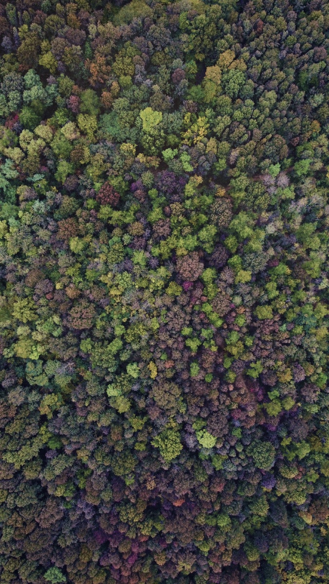 秋季森林航拍俯拍森林