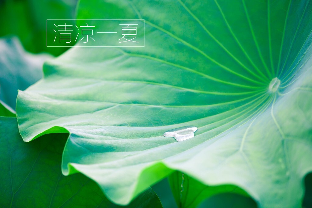 看到一个荷叶有水珠,果断拍下,很清凉。