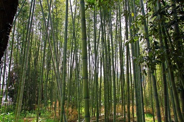 竹 树 森林 植被 自然环境 老生长森林 树林 Northern hardwood forest 热带和亚热带针叶林 生物群落 厂 温带阔叶和混交林 自然保护 木本植物 陆地植物 瓦尔迪维亚温带雨林 云杉的冷杉森林 林地 温带针叶林 草家庭 植物学 树干 植物茎 丛林 草 雨林 红木 维管植物