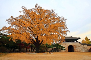 秋季  树 叶 木本植物 厂 天空 落叶 科 女仆树 建筑 景观 平面 橡木 植物茎 树林 枝条