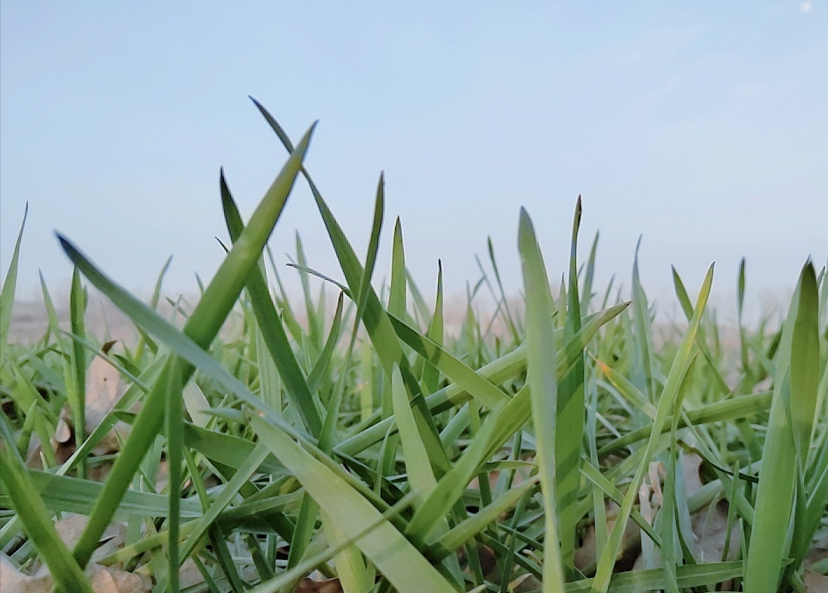 夏天是什么颜色?是绿油油青草是湛蓝蓝天空是红色的西瓜和番茄