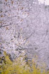 106D73ED-C949-409B-AE89-C484D6CE98D7/L0/001