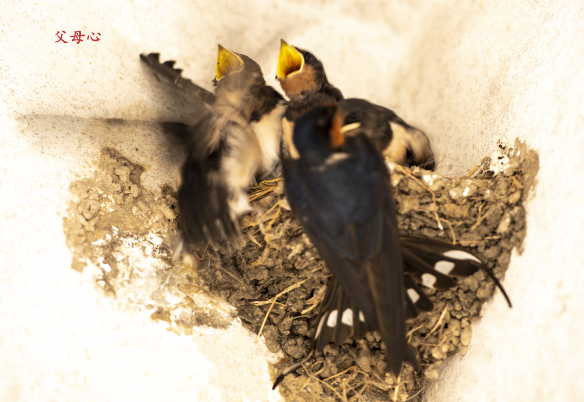 乳燕屋檐下有一个燕窝一对燕子哺育着四只乳燕还没等到老燕子进窝喂食