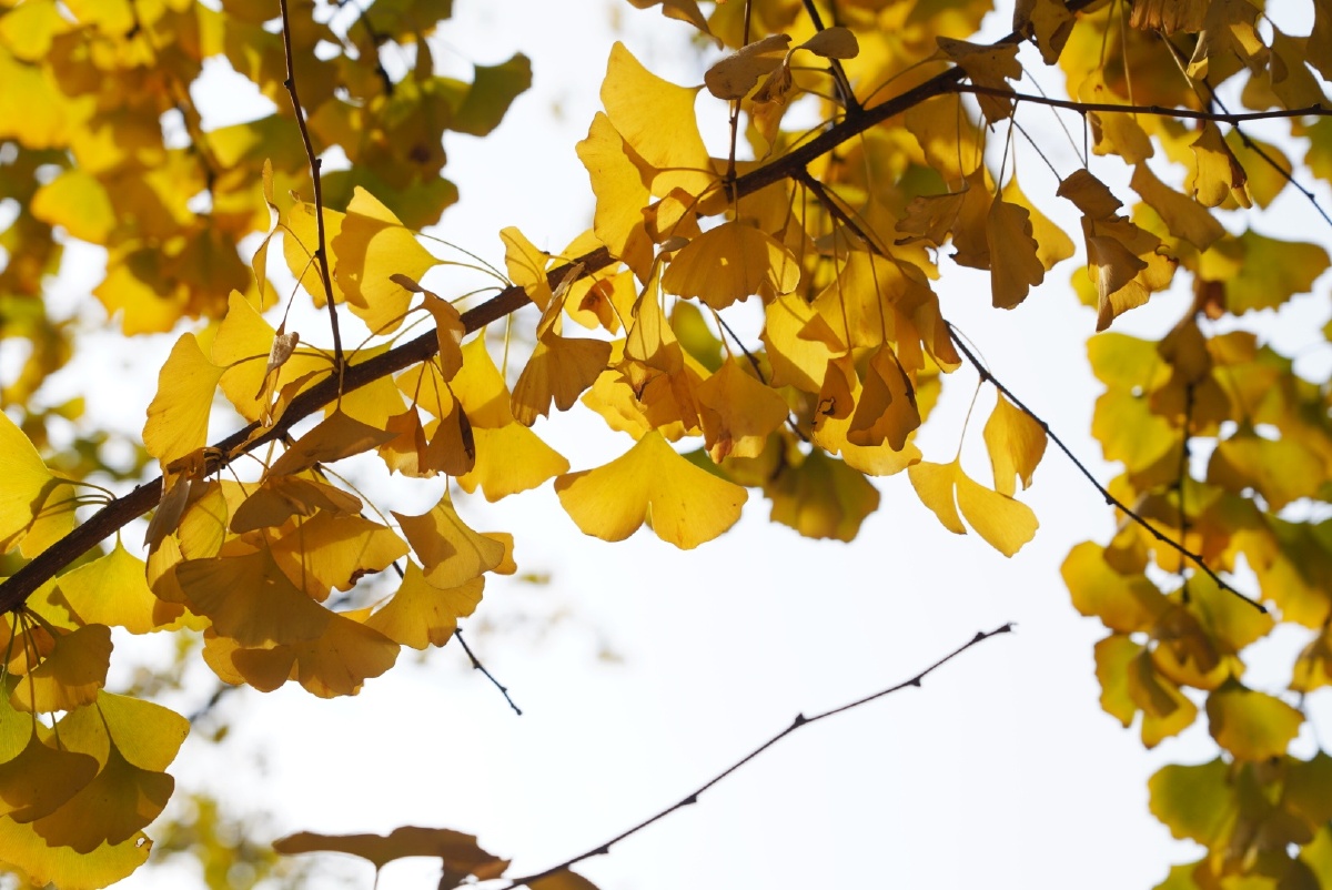 重庆冬天银杏叶