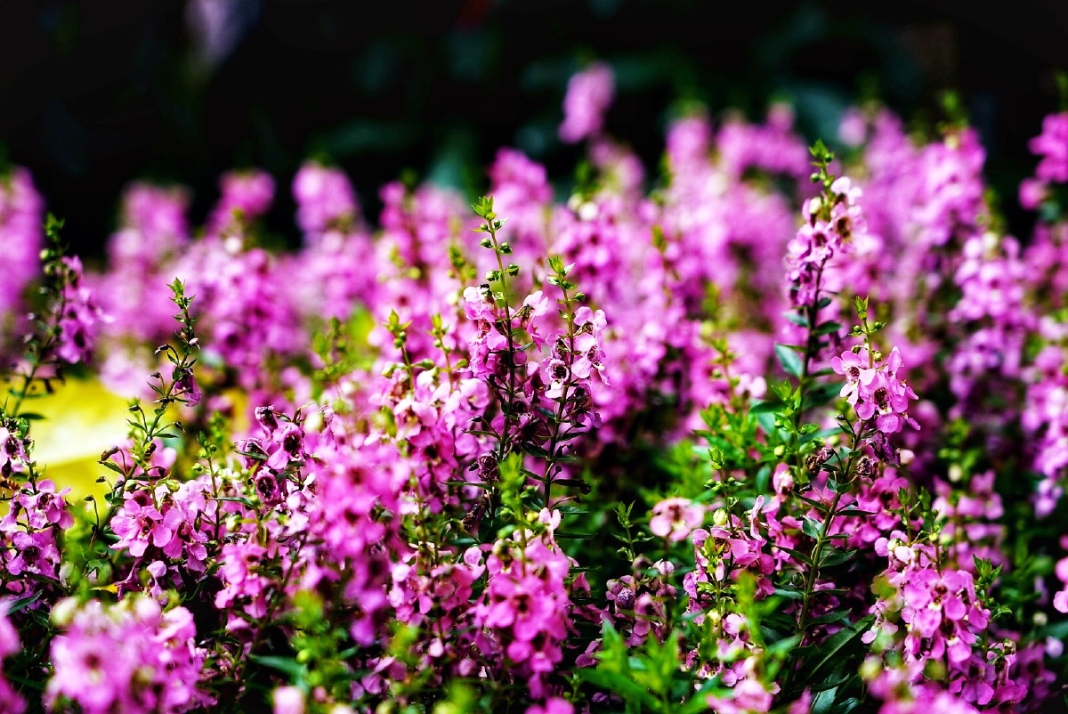 植物花卉香彩雀