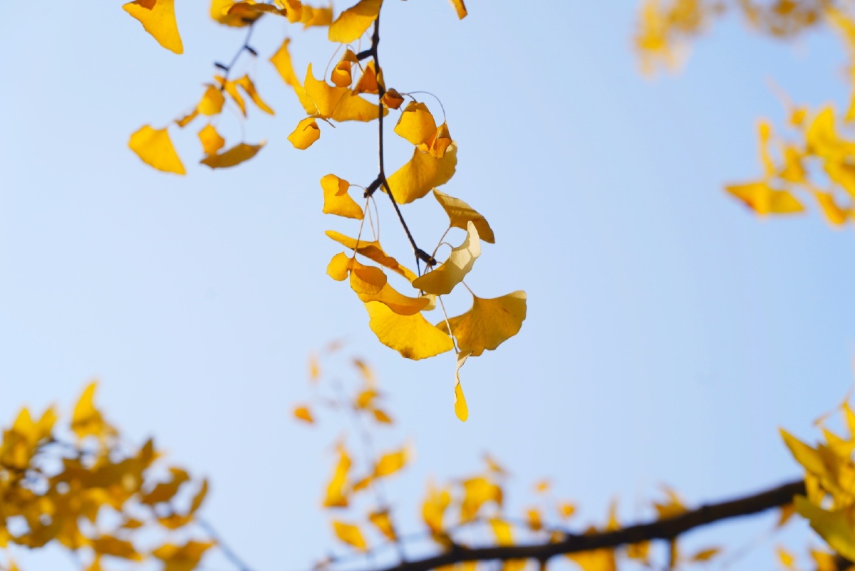 重庆冬天银杏叶