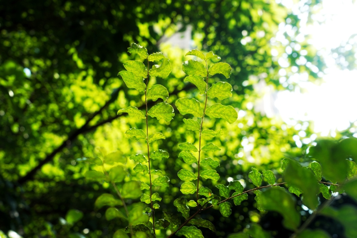 重庆初秋阳光树叶