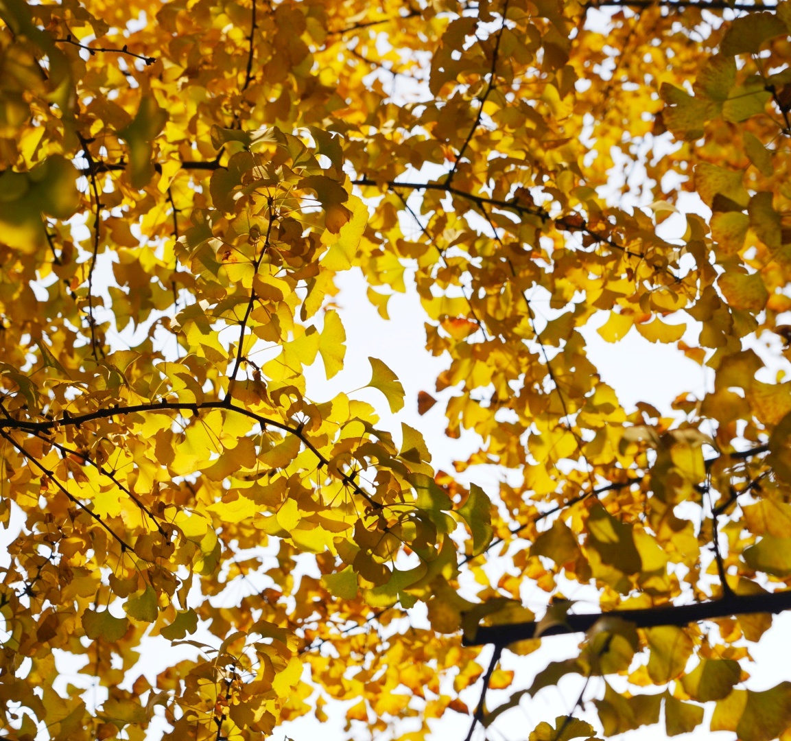 重庆冬天银杏叶