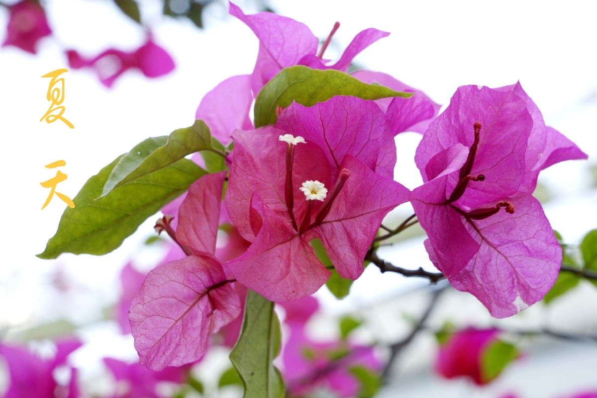 重庆街头植物花卉三角梅