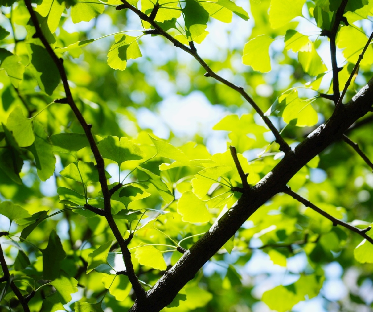 重庆初秋阳光树叶