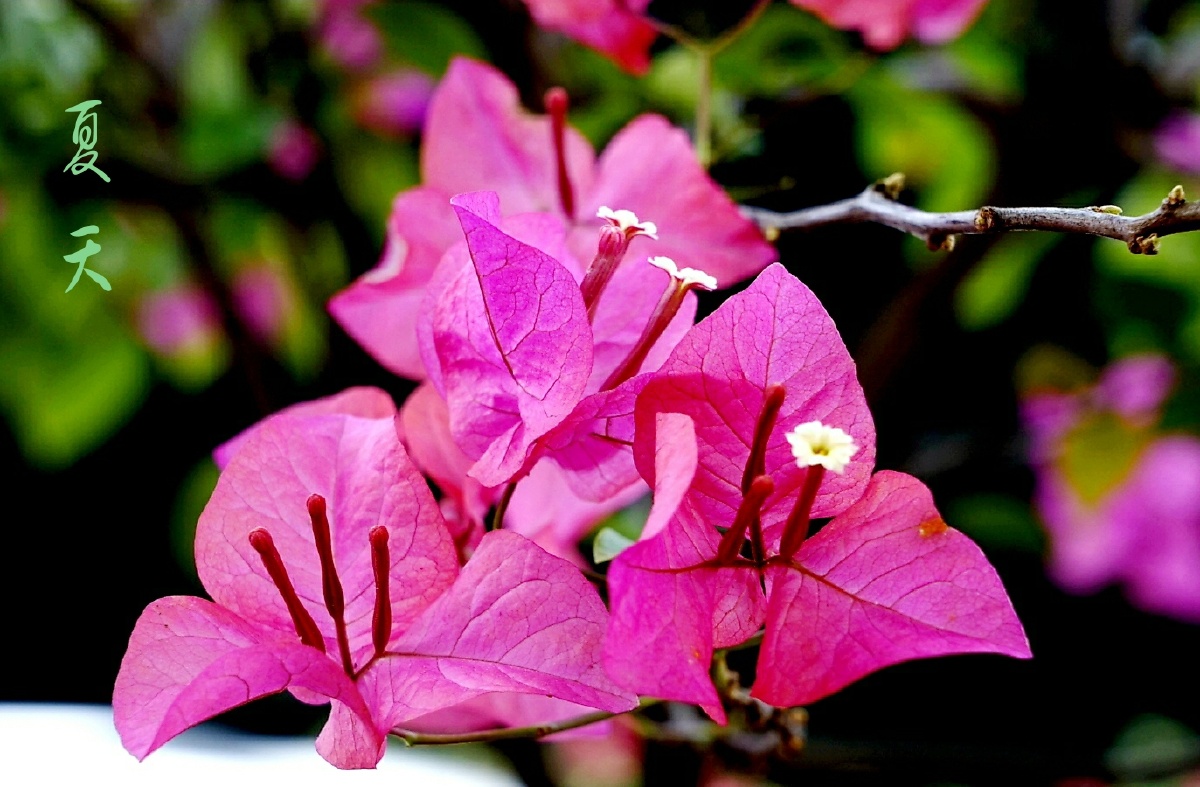 重庆街头植物花卉三角梅