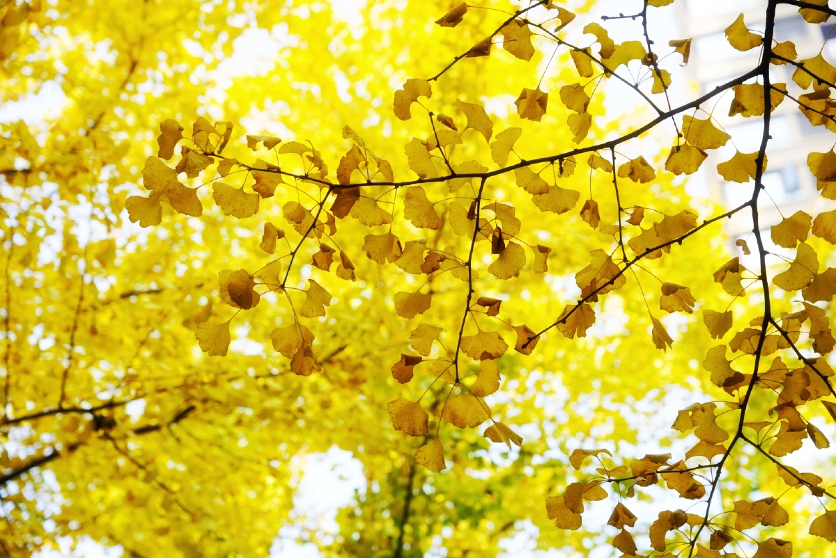 重庆冬天银杏叶