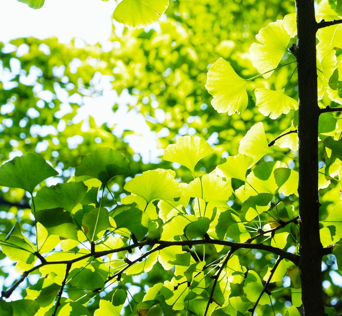 重庆初秋阳光树叶