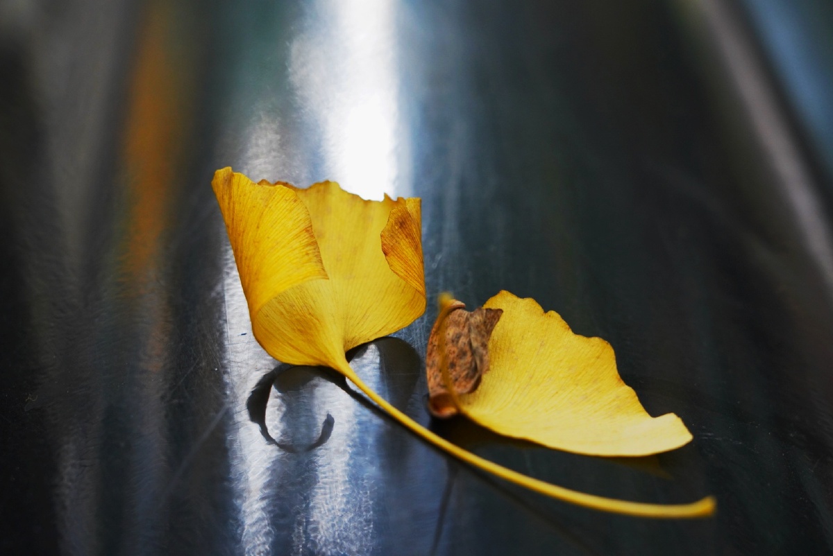 重庆冬天银杏叶