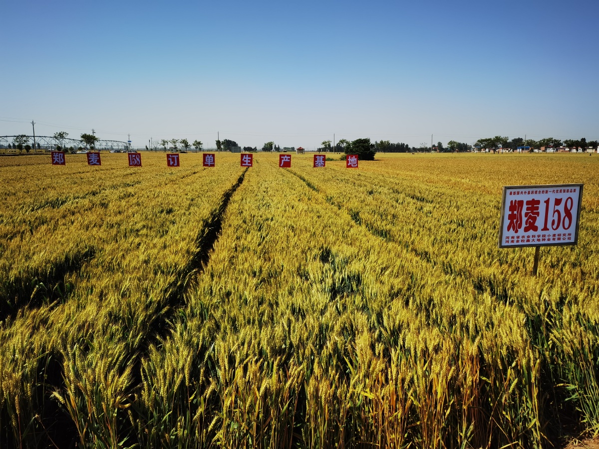 中国第一麦小麦产业化基地优质强筋小麦示范方延津石婆固小麦丰收在望