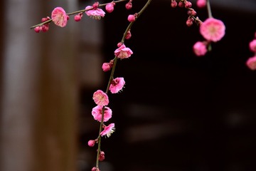 20170205-_DSC1844