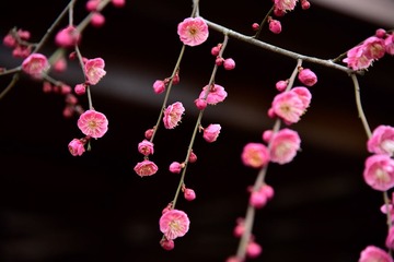 20170205-_DSC1846