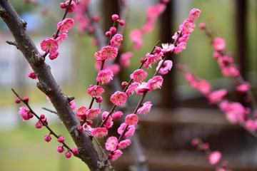 20170205-_DSC1859