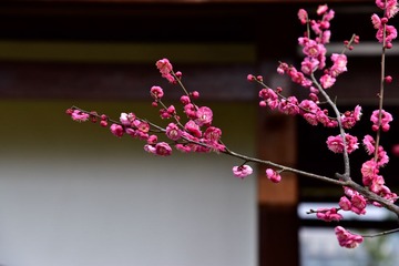 20170205-_DSC1909
