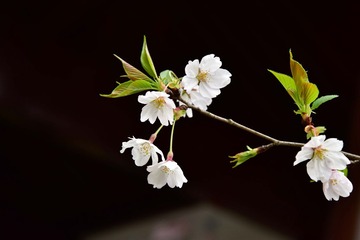 _DSC2601-1