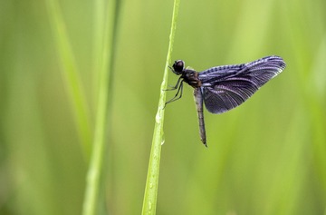 _MG_0158-1