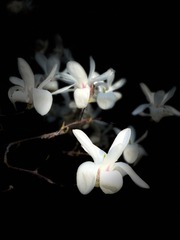 2903B8AA-E6E4-4C77-9567-E91640CA1D29/L0/001