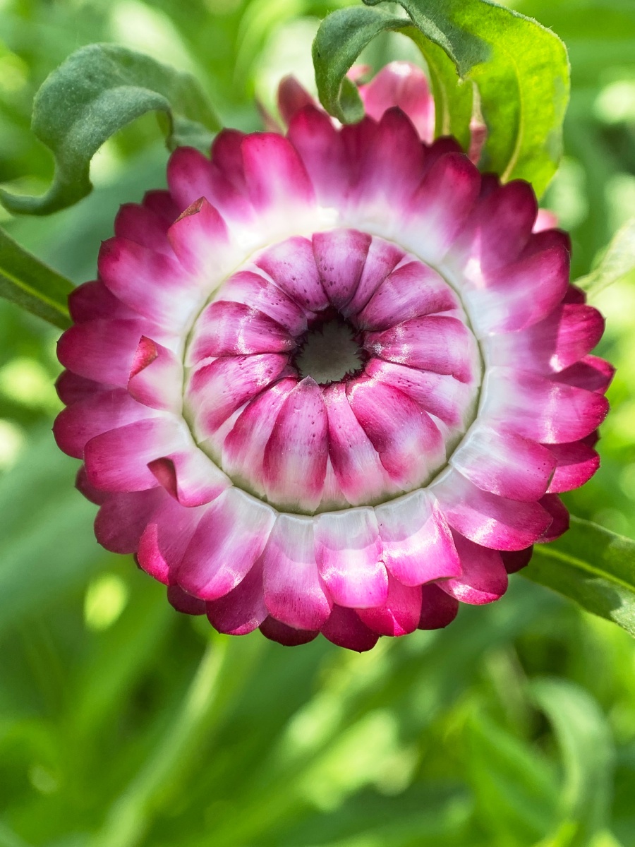 蜡菊卡拉奇花园