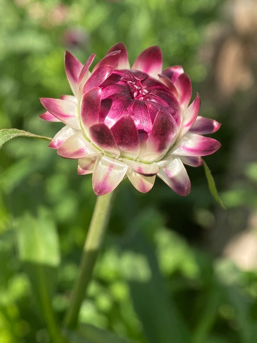 蜡菊卡拉奇花园