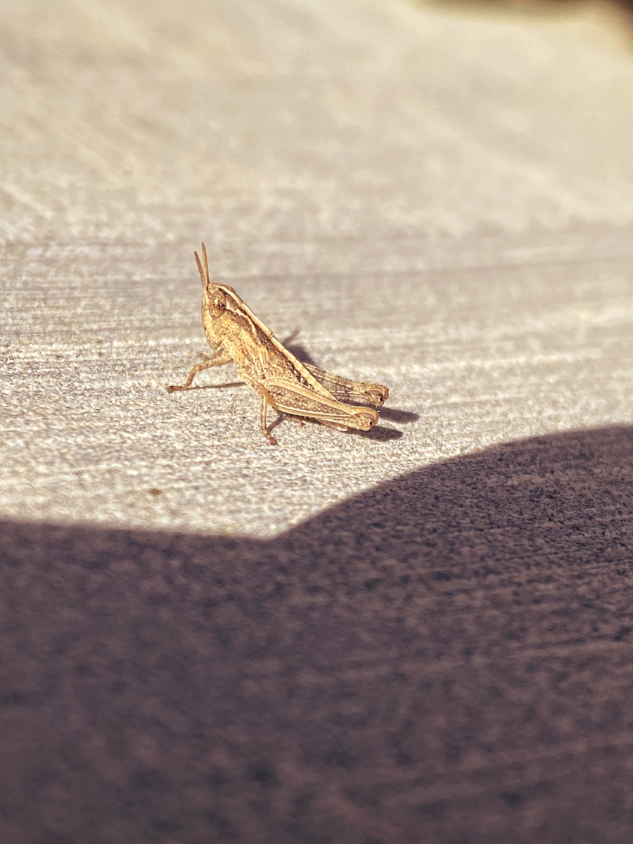 跳蝻卡拉奇花园