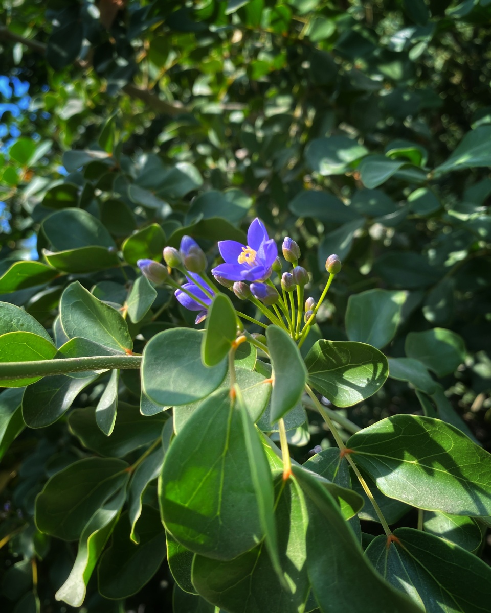 紫花树卡拉奇花园