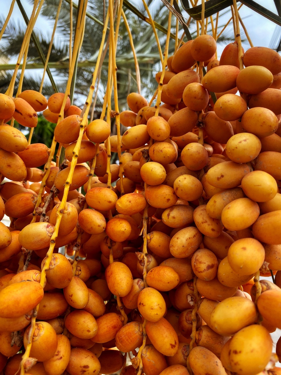 正在成熟的椰枣