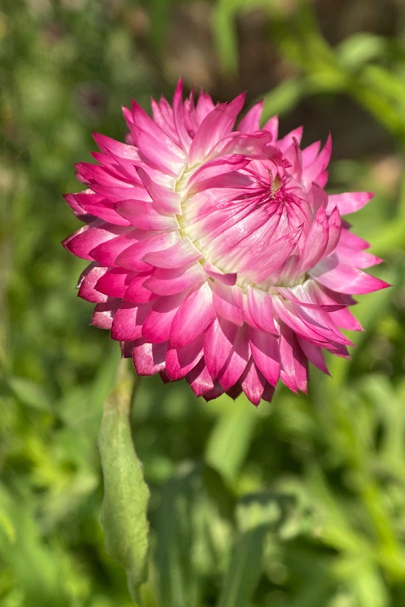 蜡菊卡拉奇花园