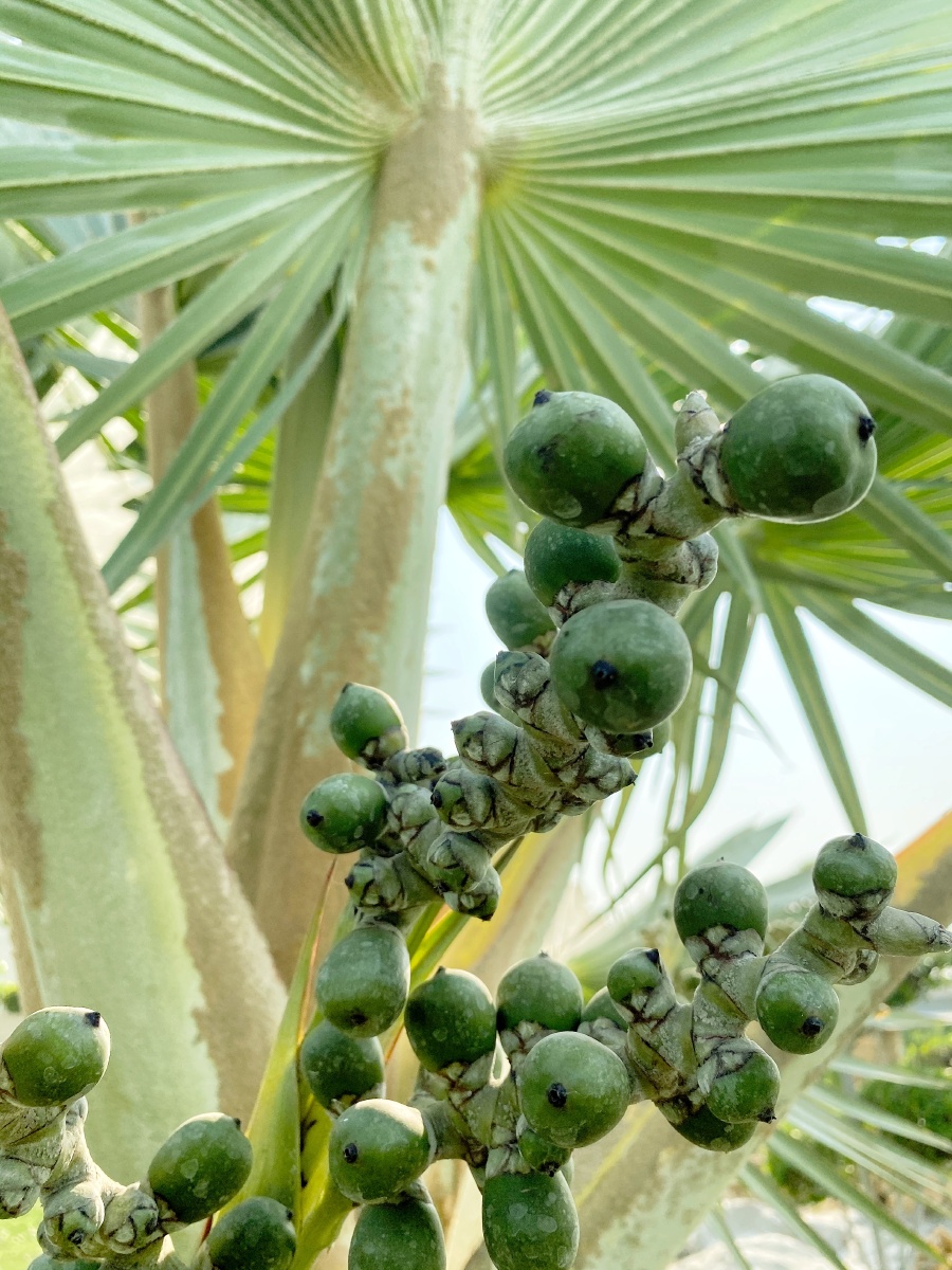 贝叶棕卡拉奇花园