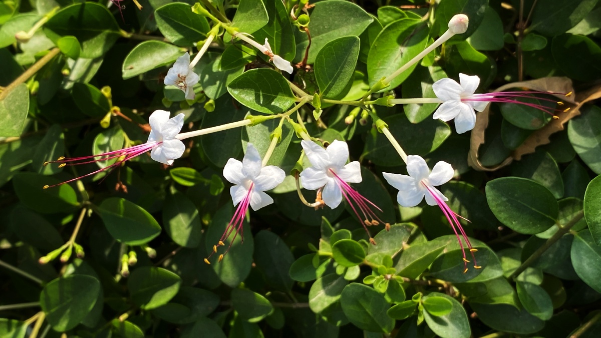 苦郎树卡拉奇花园