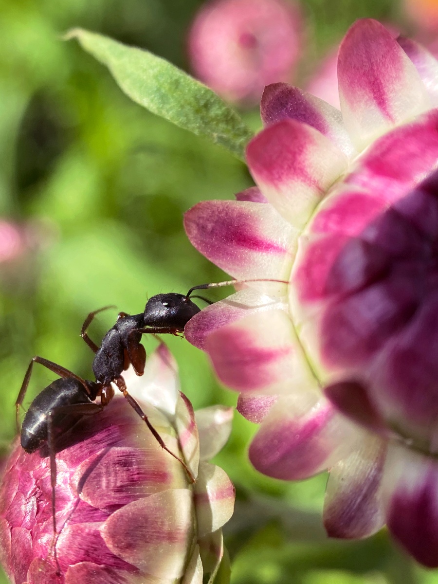 蚂蚁雄兵卡拉奇花园