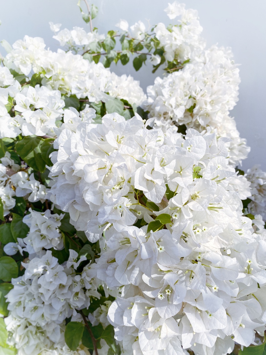 白色三角梅卡拉奇花园