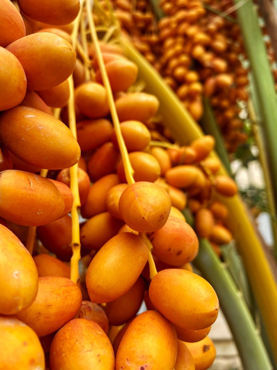 正在成熟的椰枣