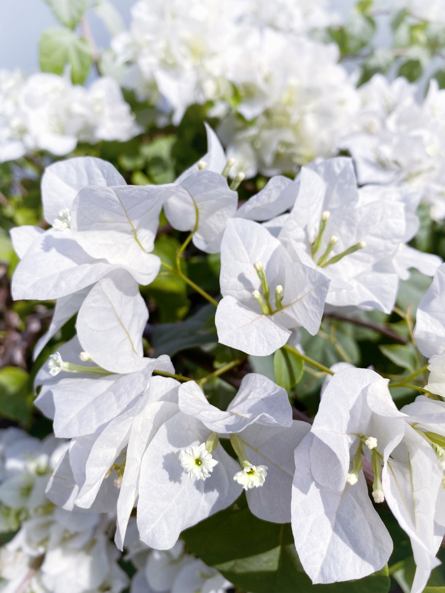 白色三角梅卡拉奇花园