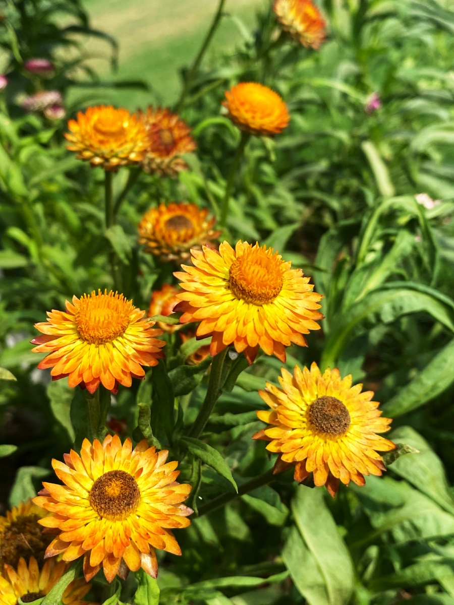 蜡菊卡拉奇花园