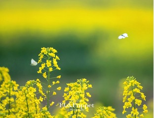467C40E8-1FA9-4D78-BE55-D7979CD2DF80/L0/001