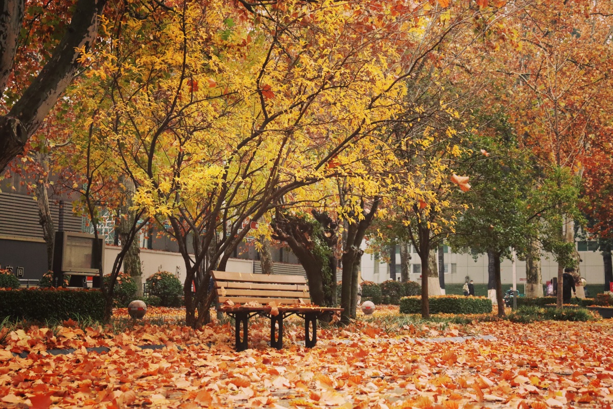 还是秋天的校园呢