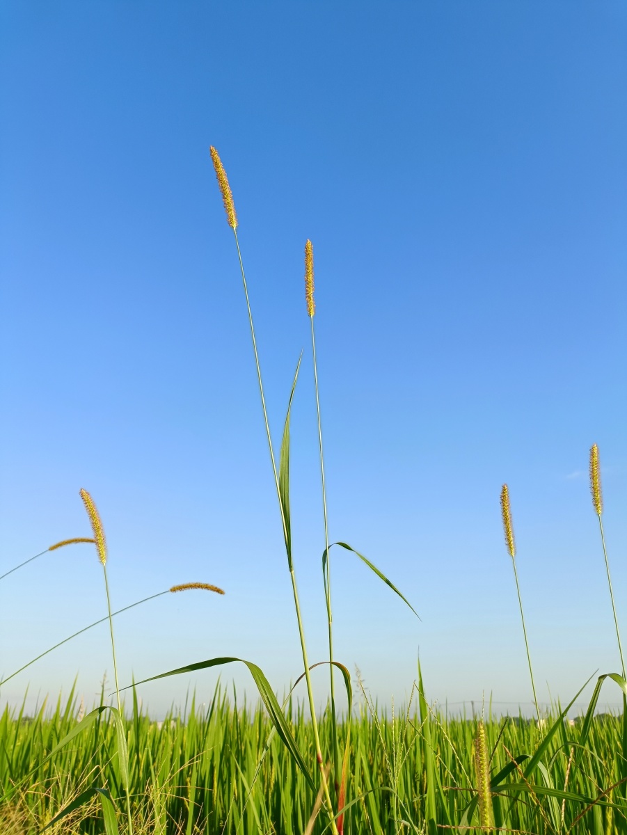 田野里的狗尾巴草