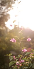 DSCF4511-6