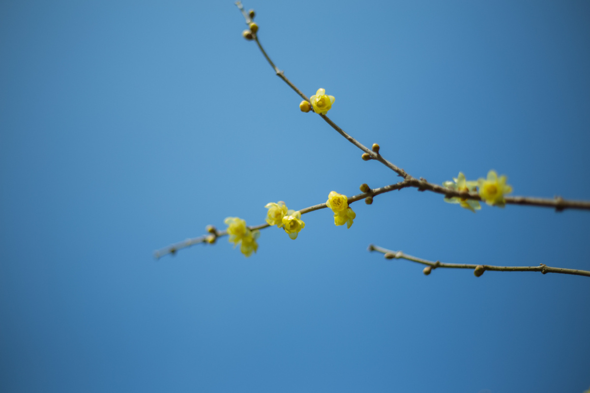 春天的公园是温柔又生机的