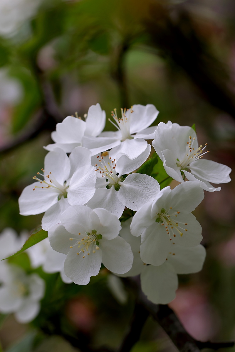 海棠小白花 - 摄影师620741 - 图虫