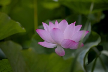 33B37EBA-761D-4346-B12C-7F6A32613046/L0/001