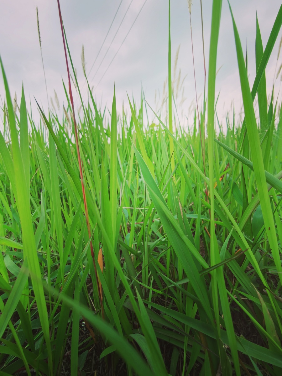 选片是最纠结的翠绿翠绿的草地跪着拍扎膝盖哦