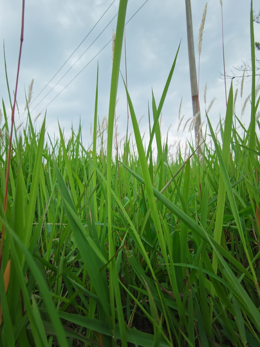 选片是最纠结的翠绿翠绿的草地跪着拍扎膝盖哦