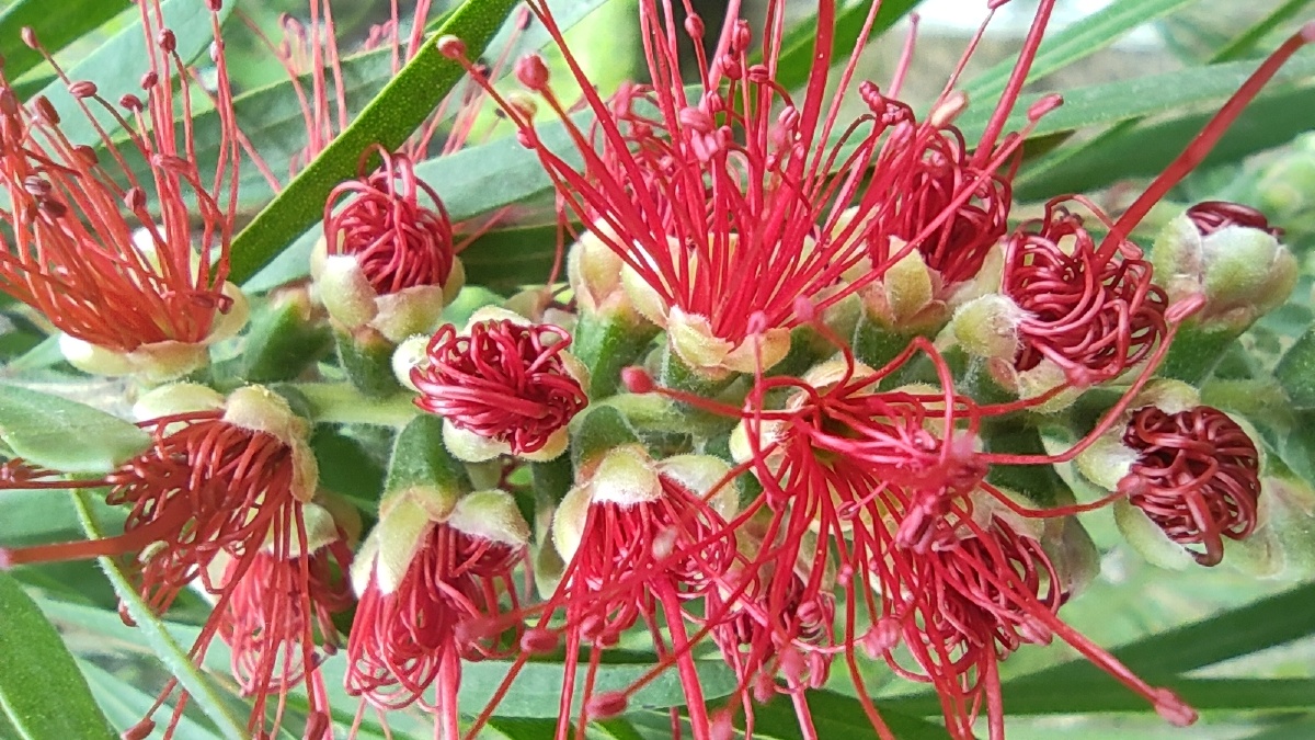 千层红桃金娘科红千层属常绿灌木至小乔木是庭园观花树行道树首选树种