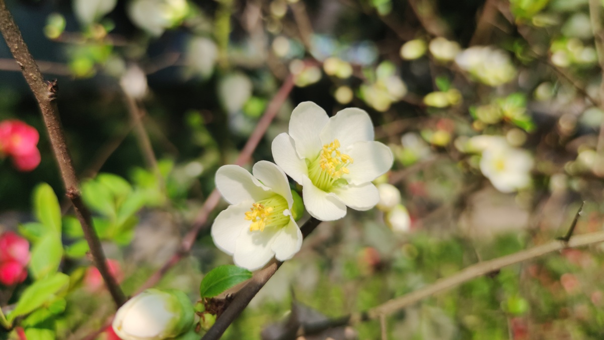 绿色硬梗海棠 - 见鬼怎么改不了用户名